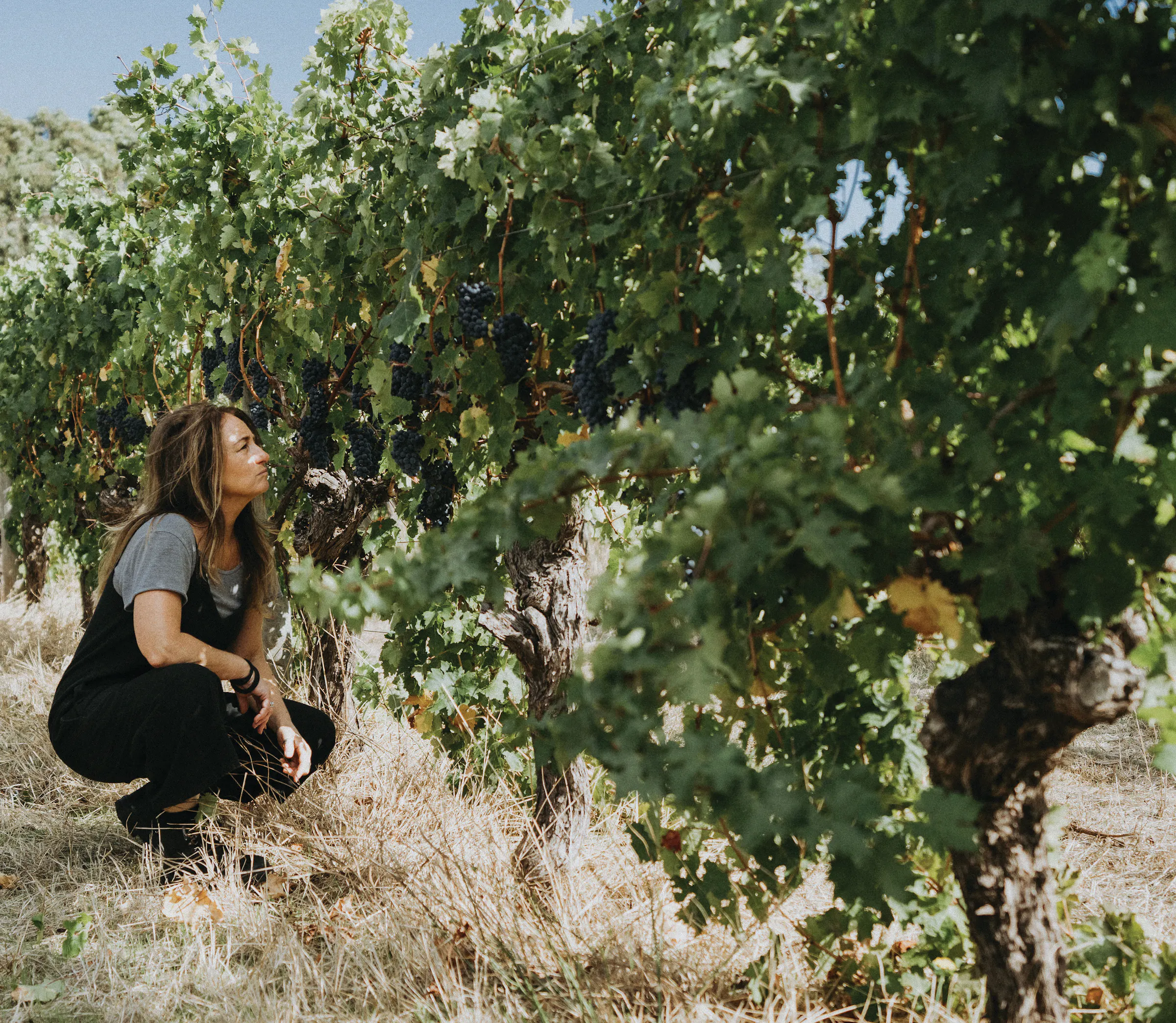 CROPPED tc vines