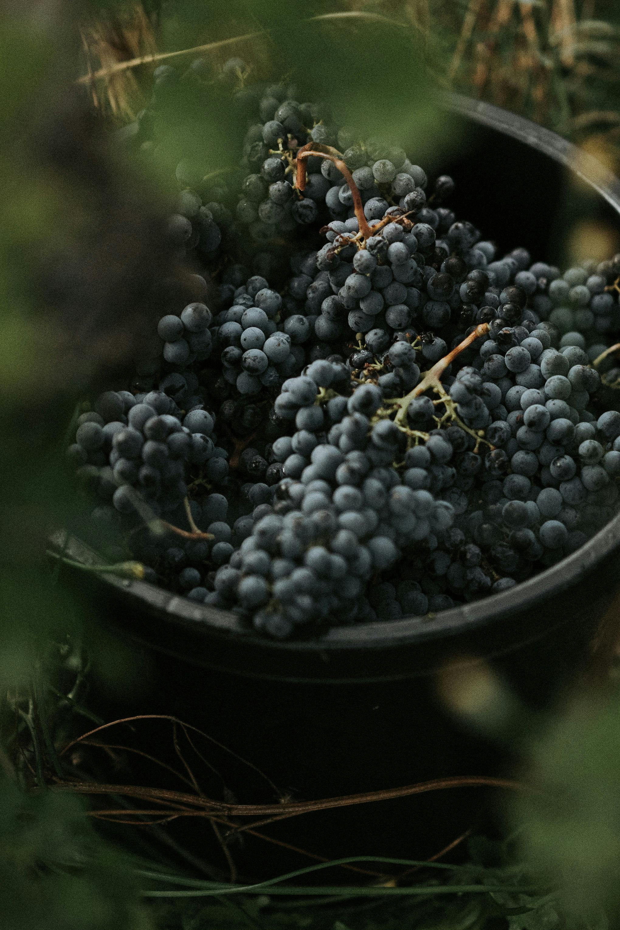 DRIFTWOODPHOTOGRAPHY 06176