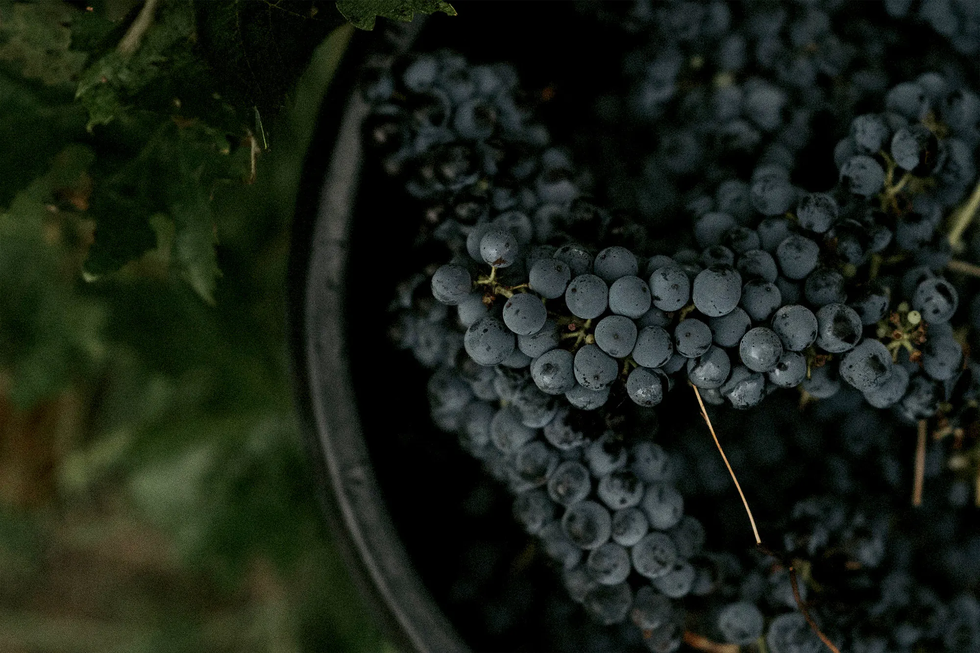 Cabernet Fruit