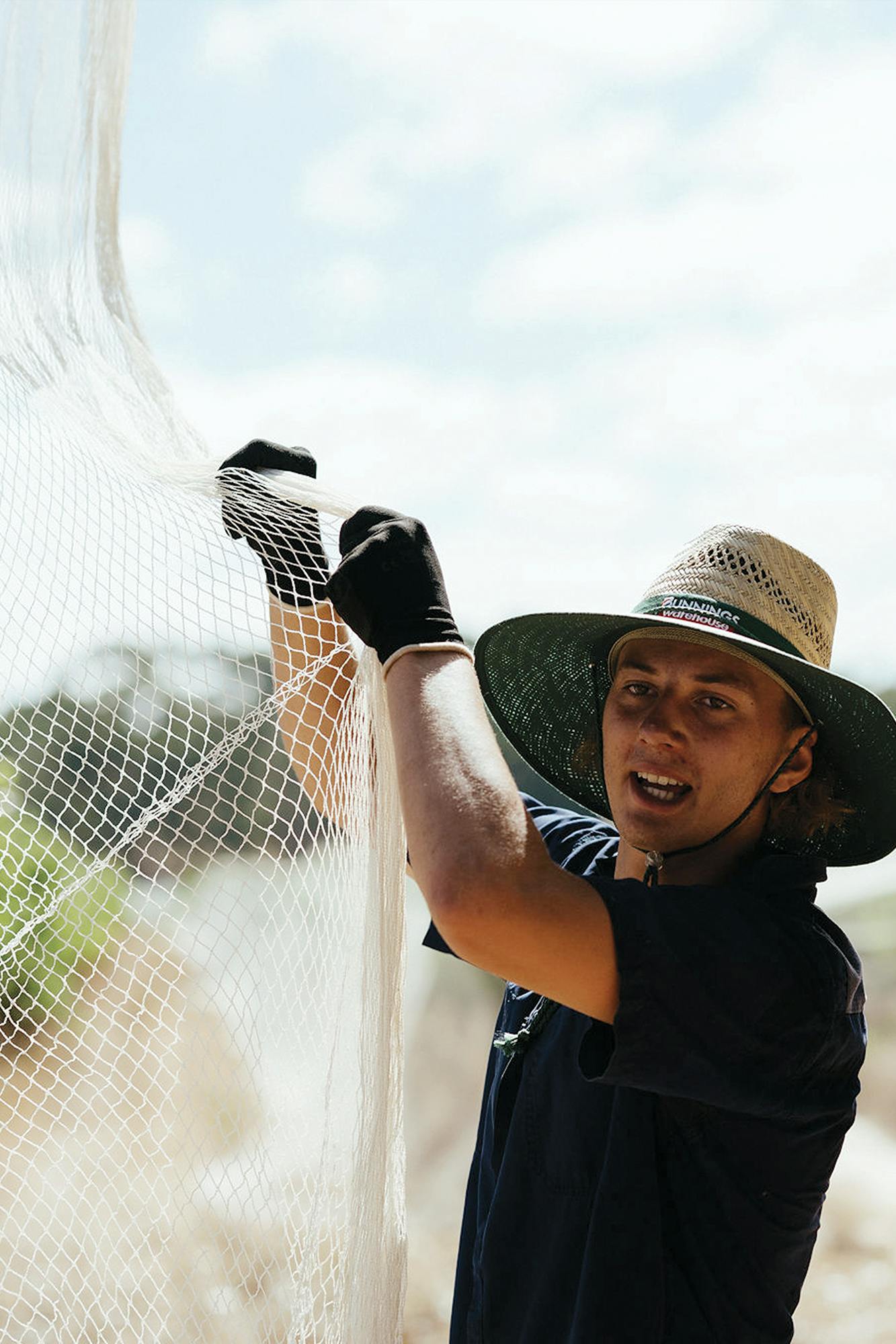 Chardonnay netting