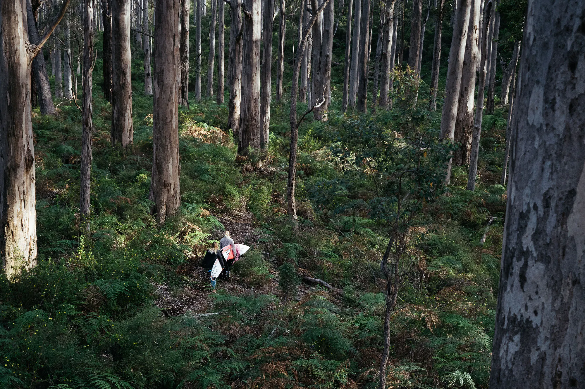 Forest