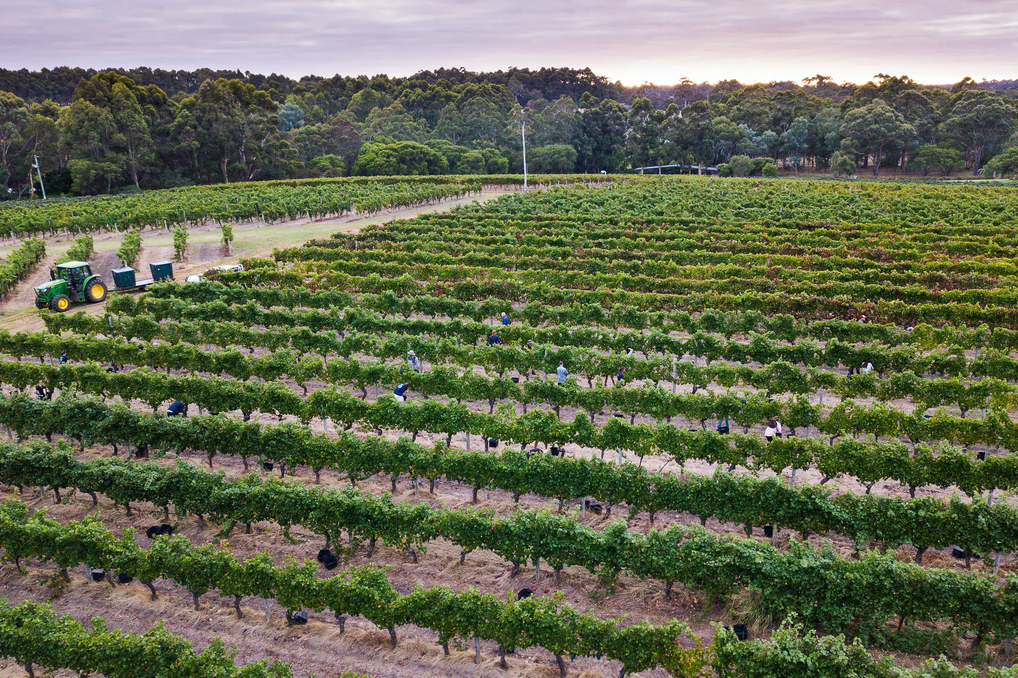 Home Vineyard