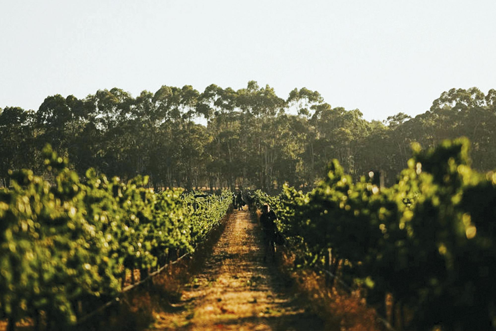 Margaret River vf vineyard