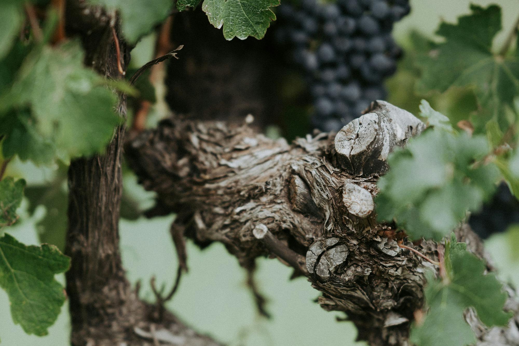 Original Cabernet Vines