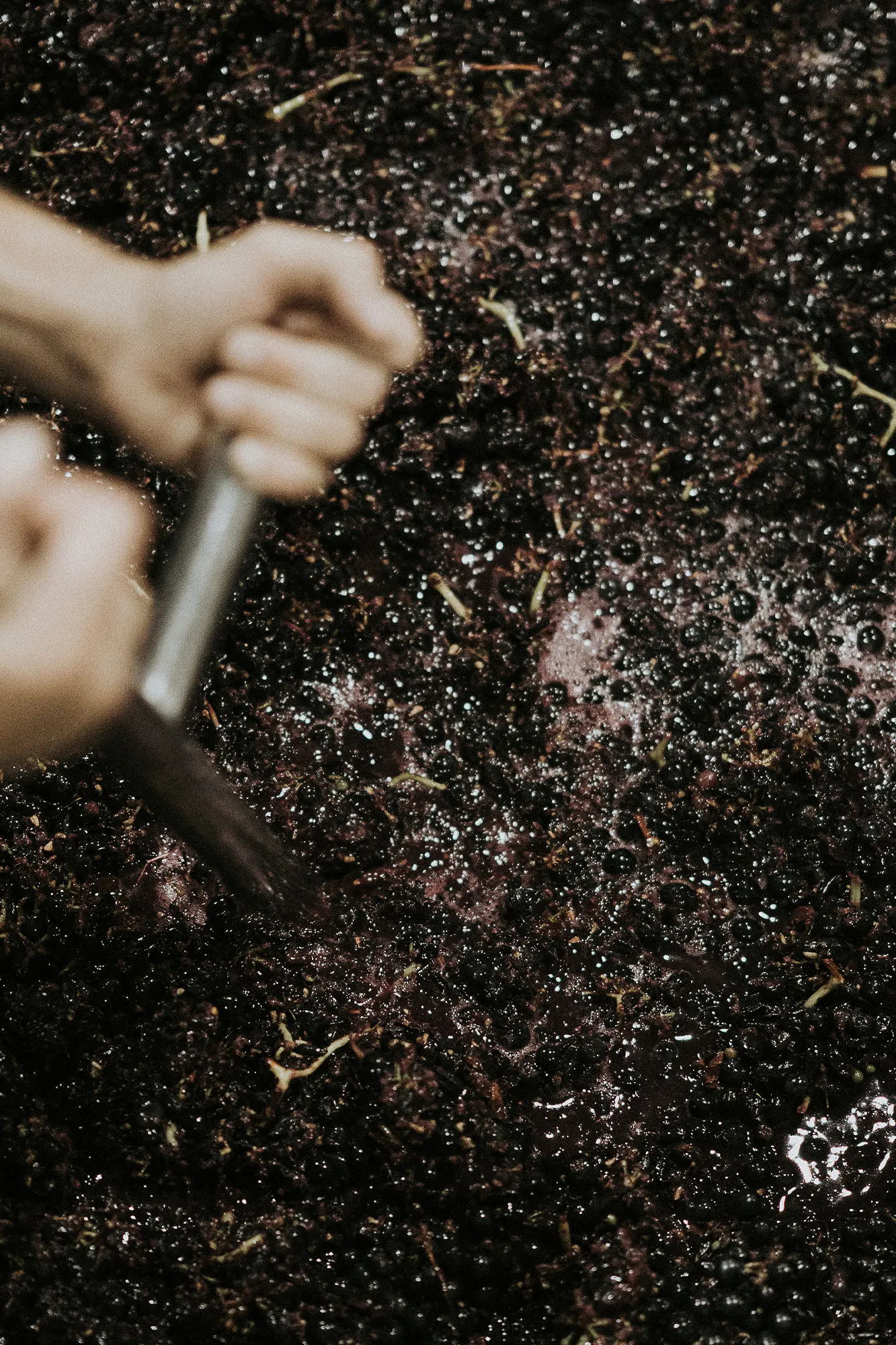 Syrah Revieqw