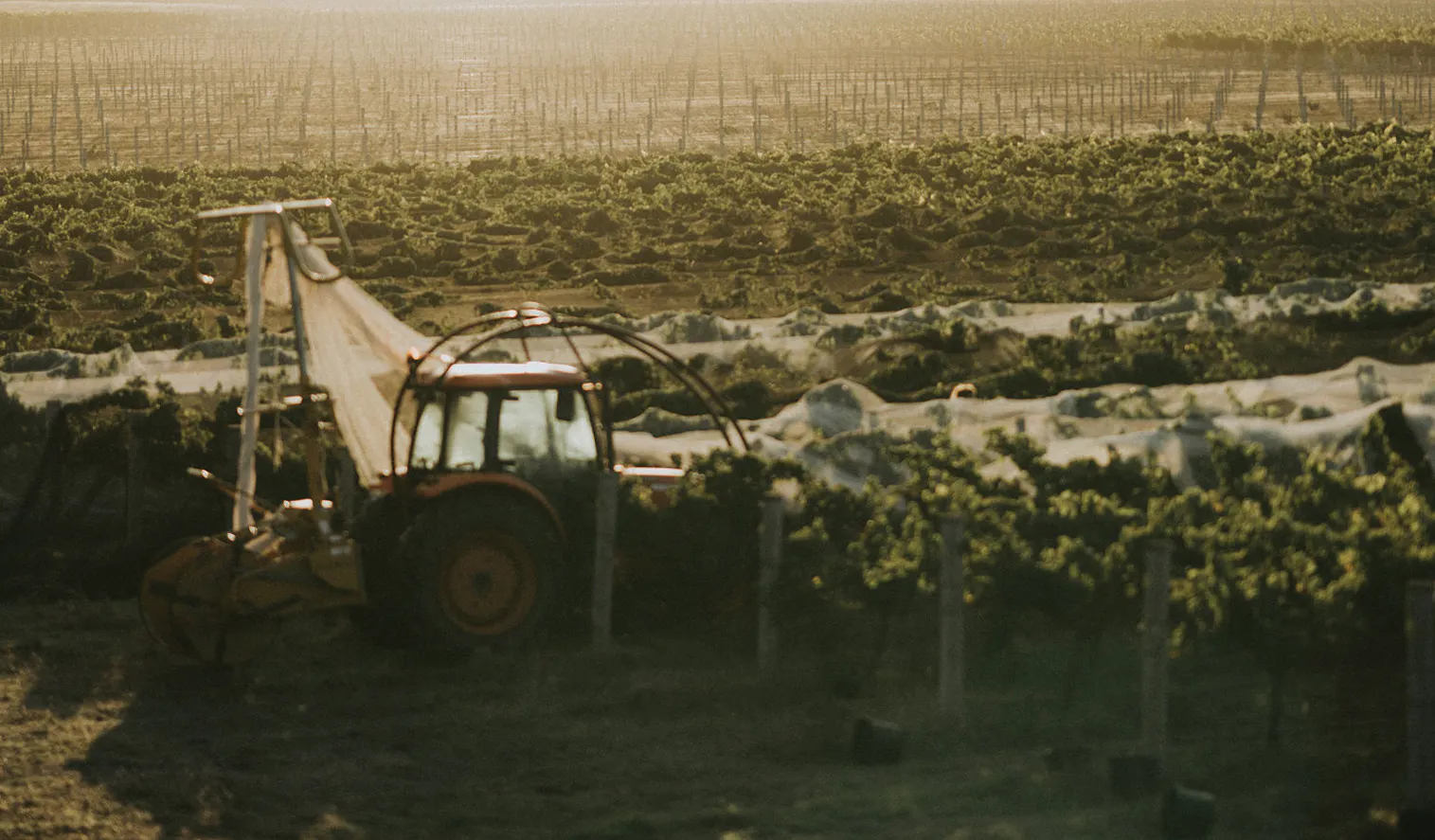 Adams Road Vineyard