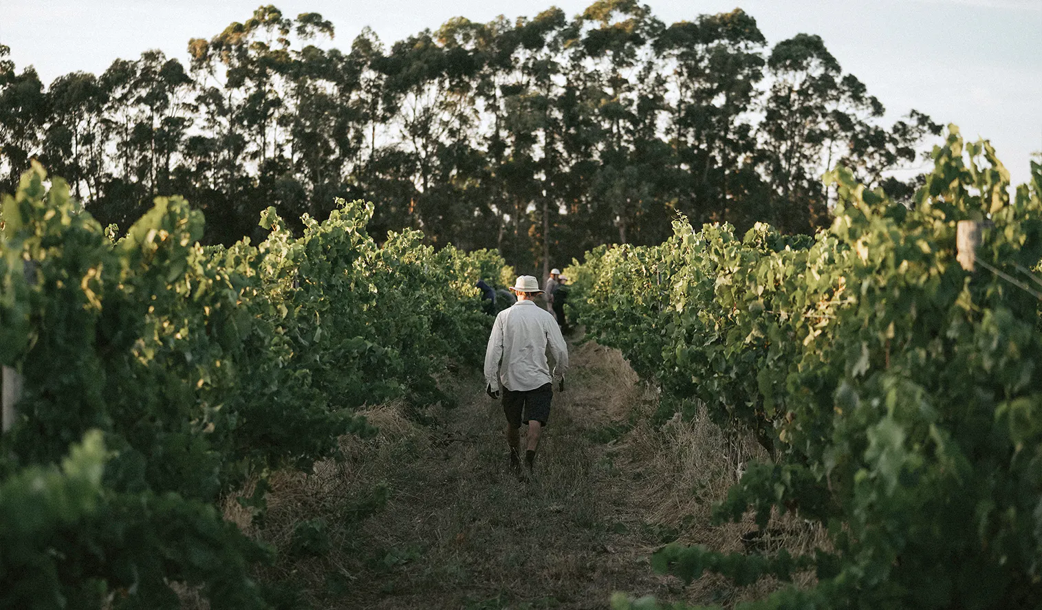 Gnarawary Vineyard