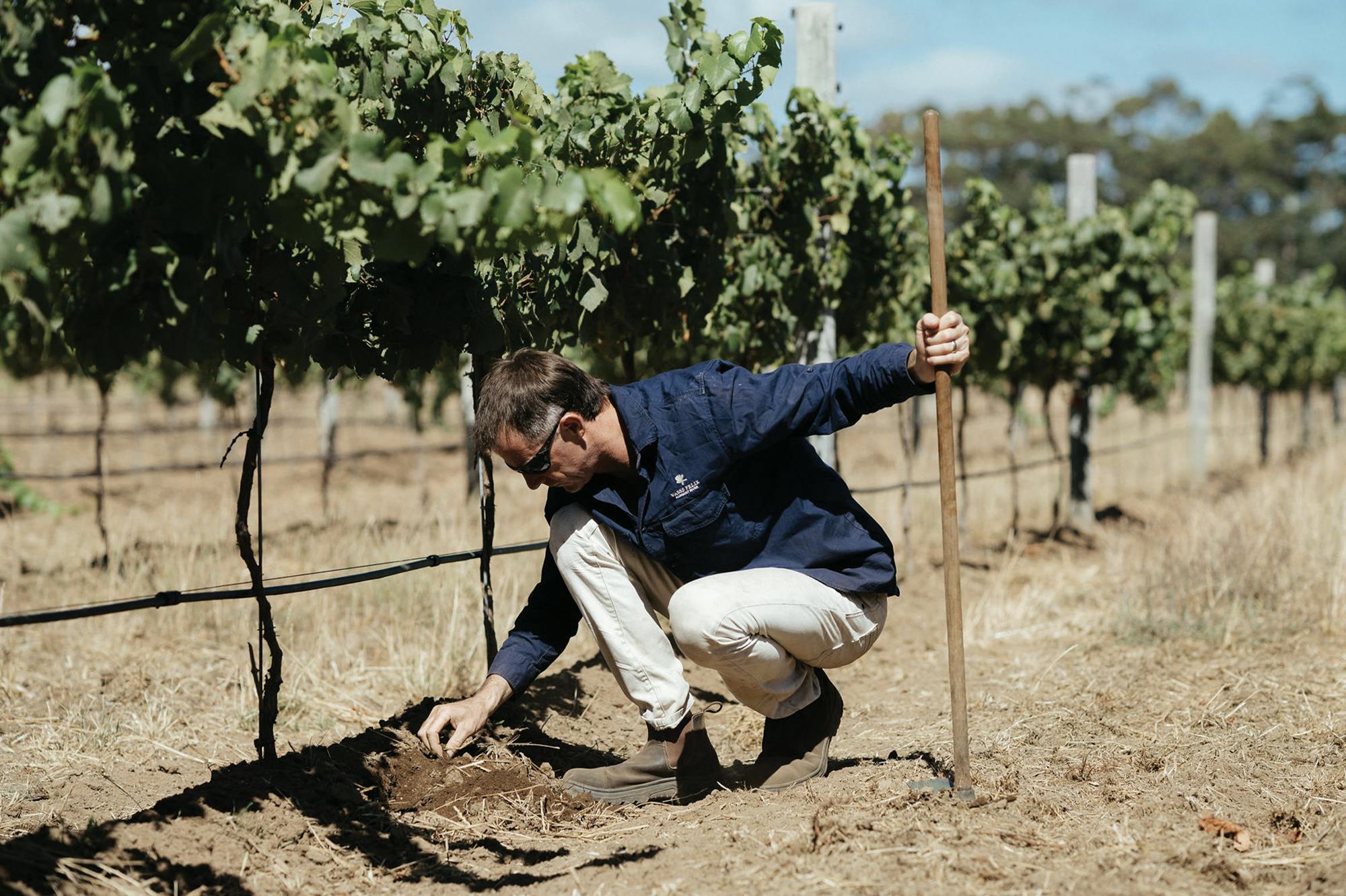 Young Home Vineyard Vines