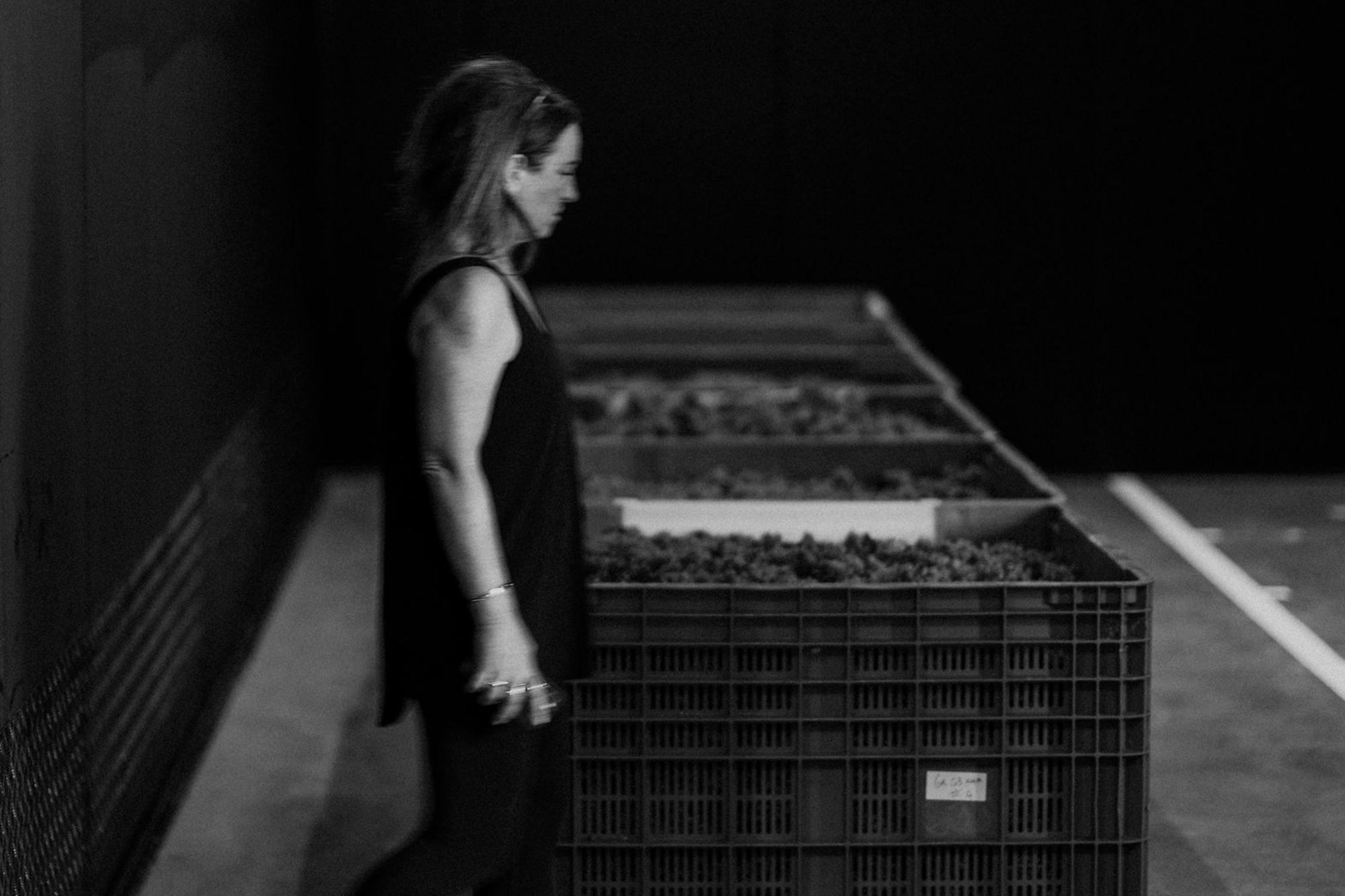 Chardonnay cool room