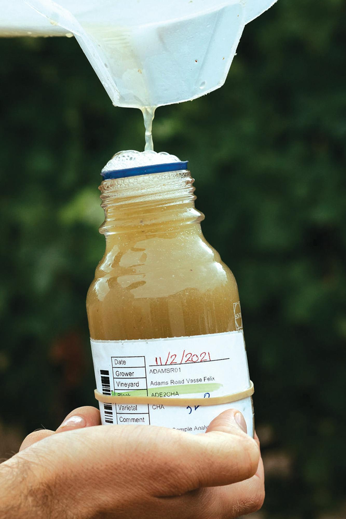 Chardonnay fruit sampling