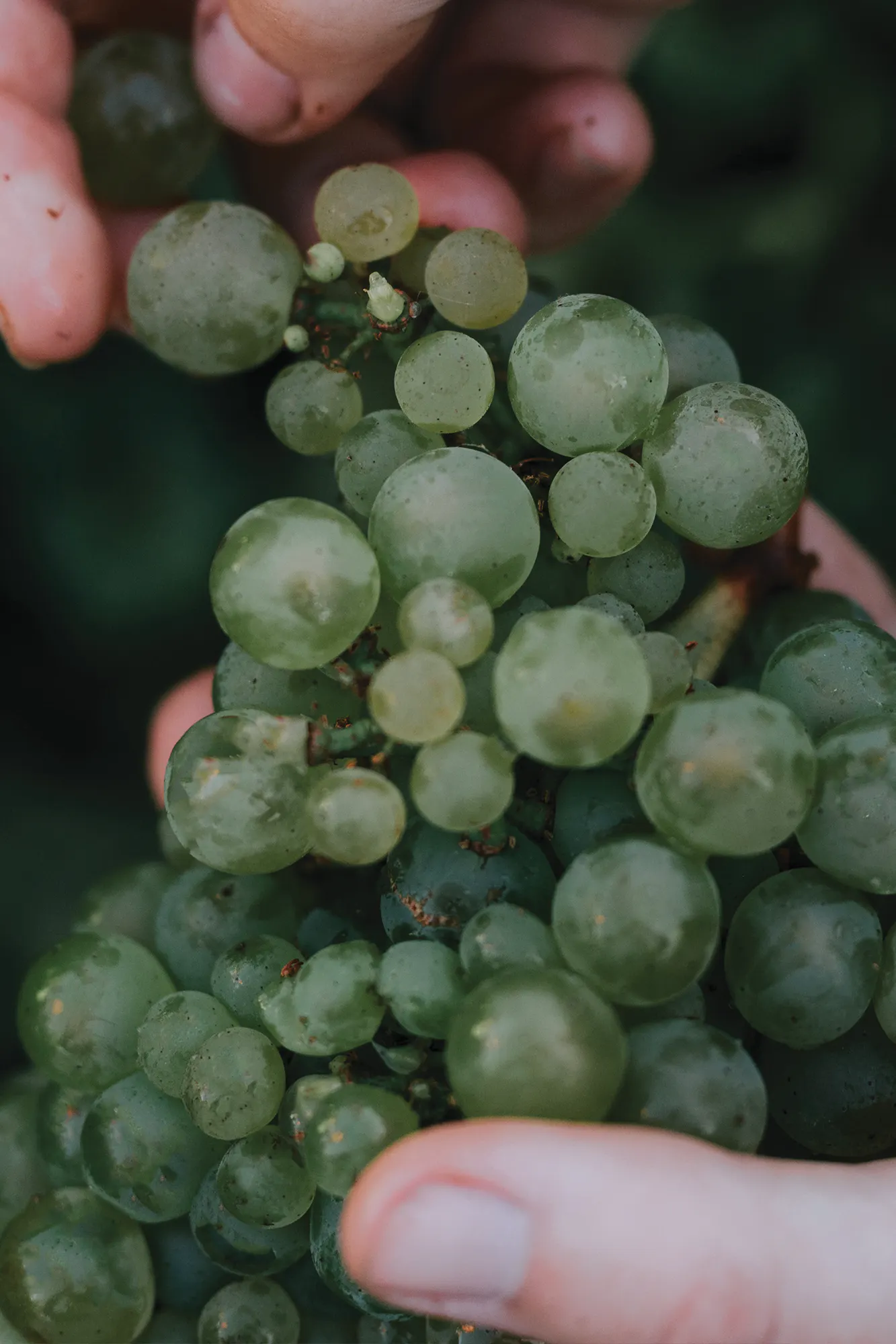 Chardonnay fruit