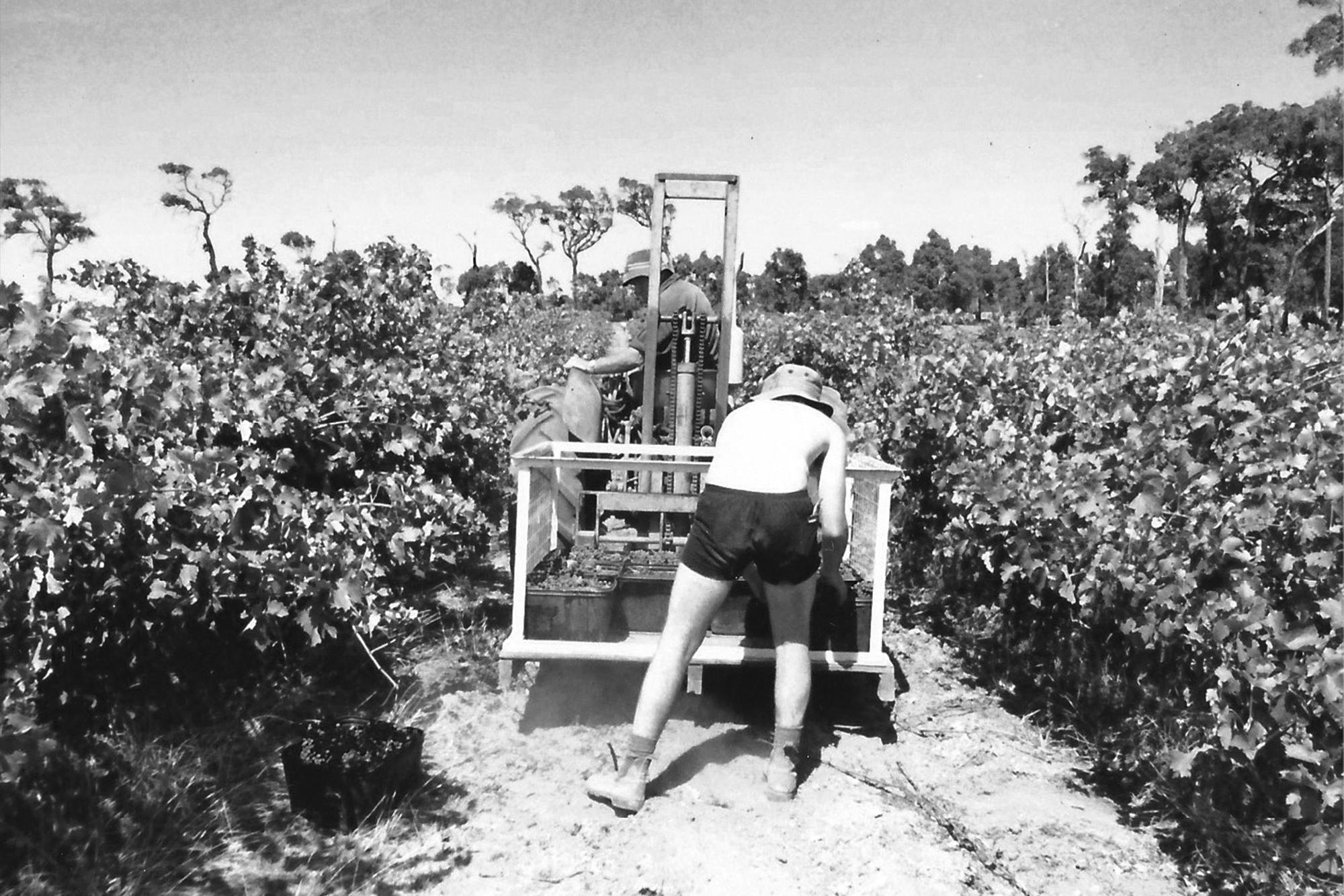 Historical cabernet vintage