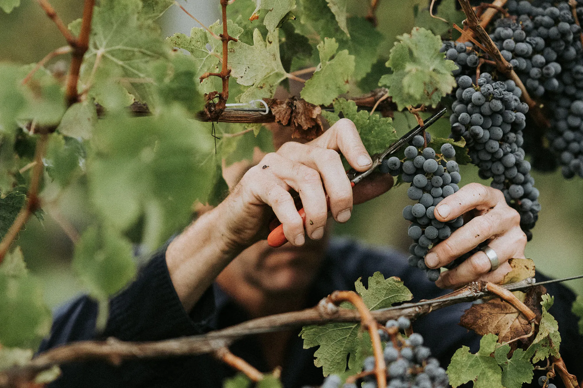 Old vine cabernet