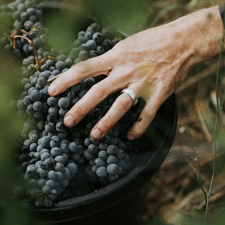 Handpicked Cabernet Fruit