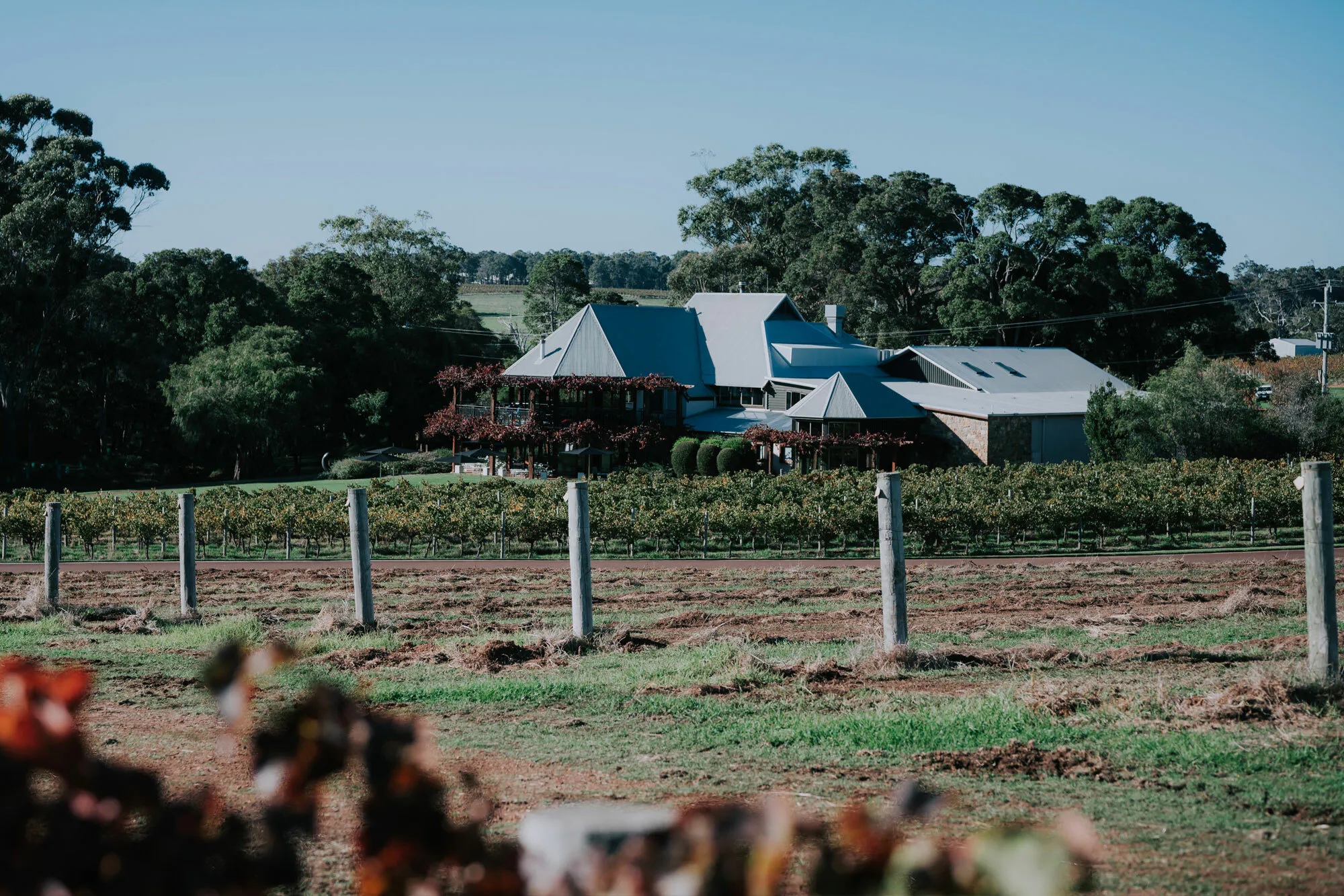 Cabernet Replanting