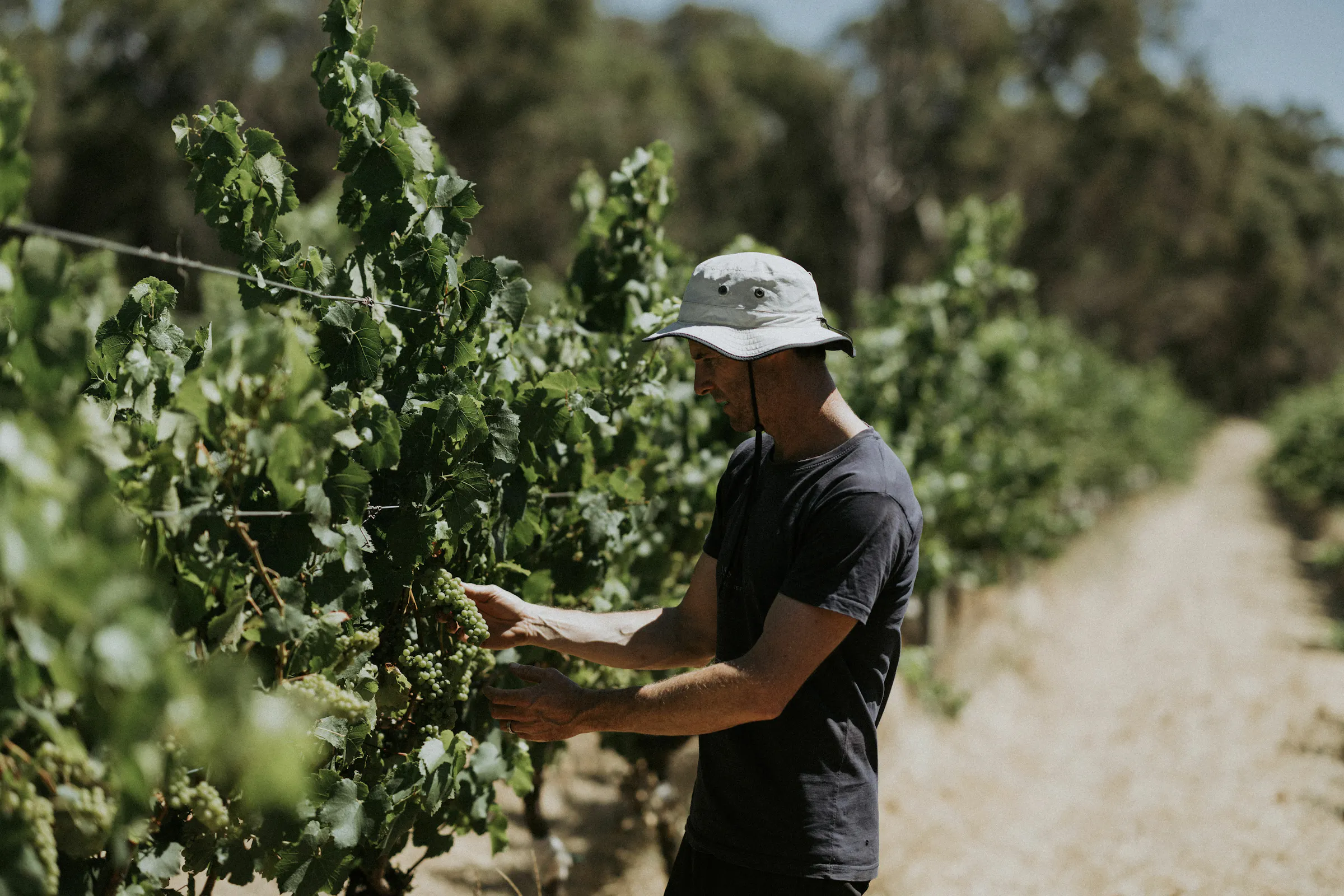 Gibraltar Chardonnay Veraison 3