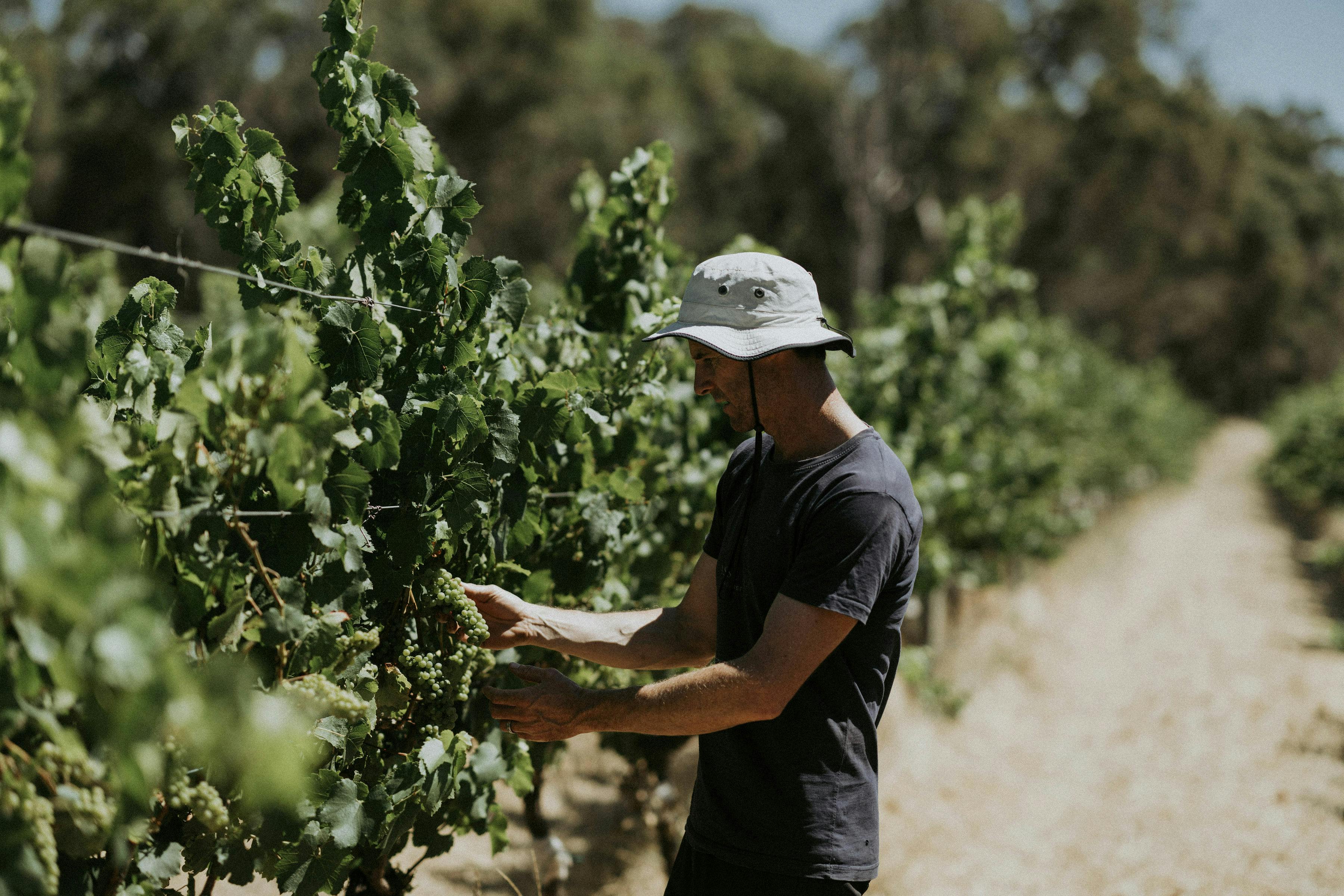 Gibraltar Chardonnay Veraison 3