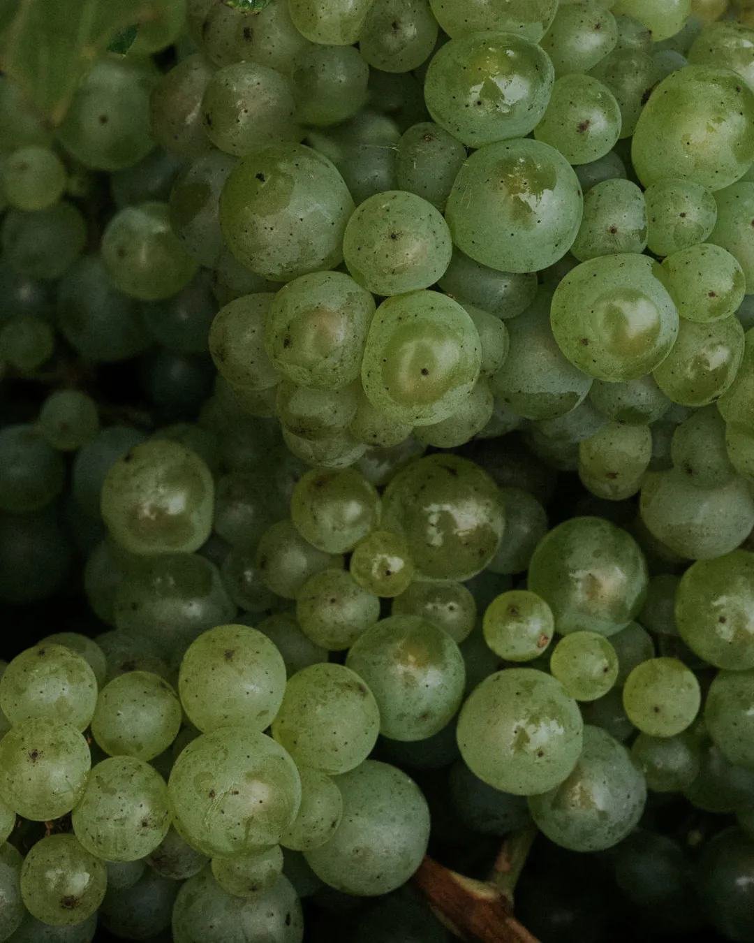 Grapes