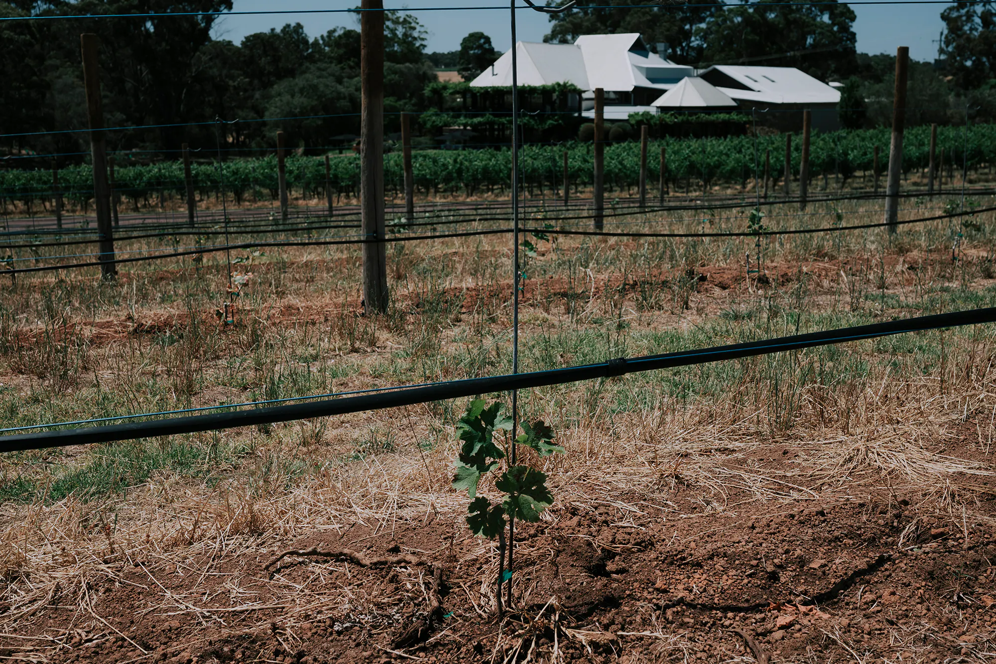 Header toms cabernet success