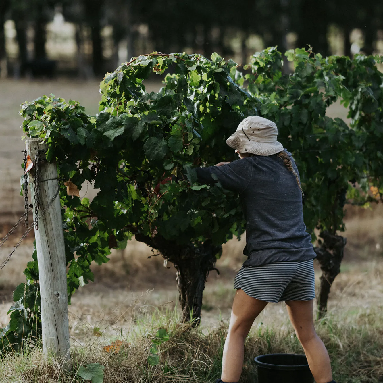 Malbec