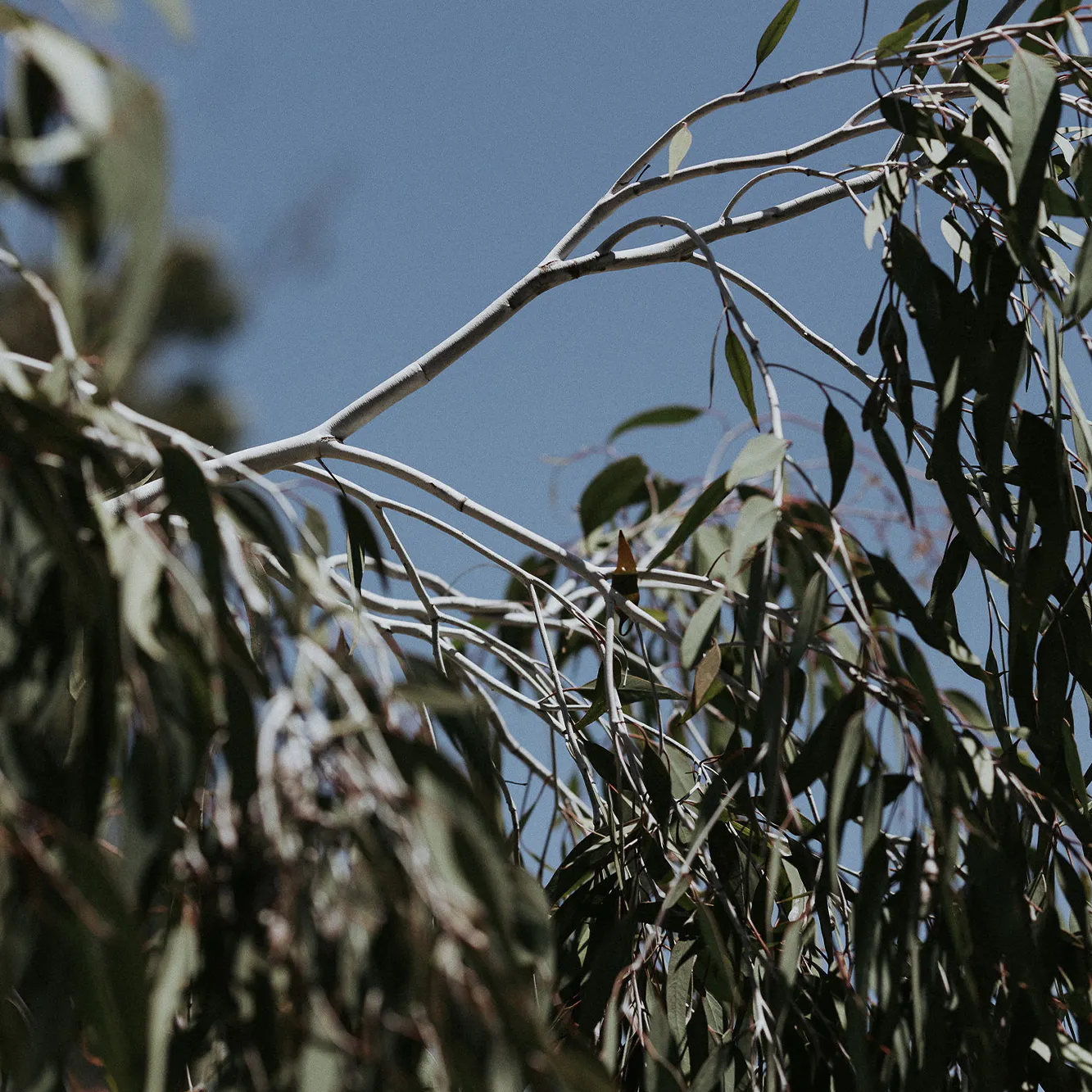 Trees