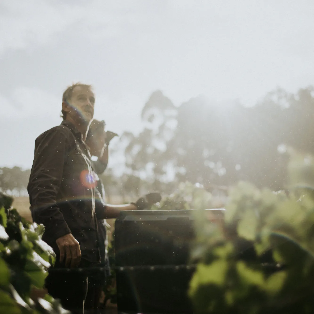 Vineyard