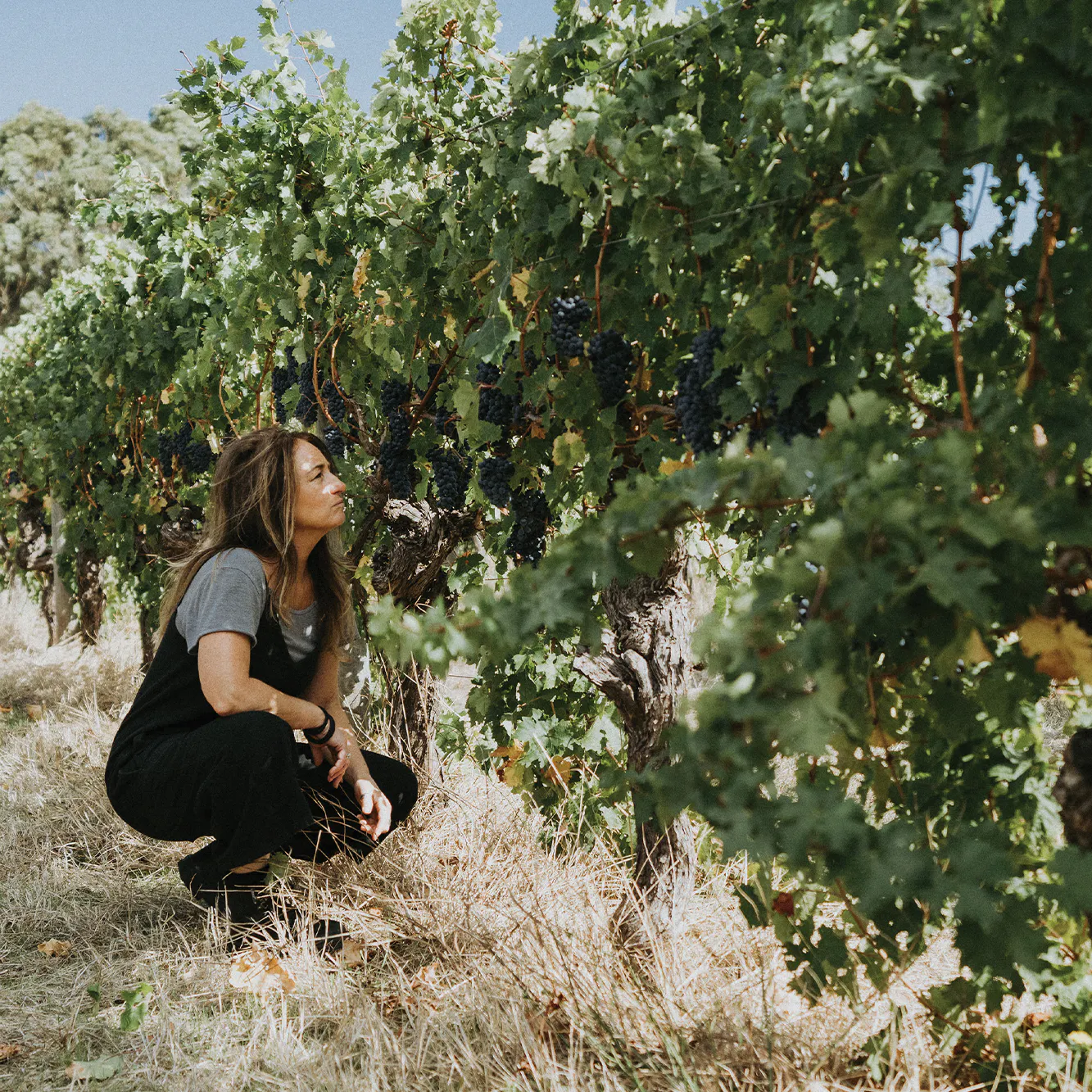 Vw and vines
