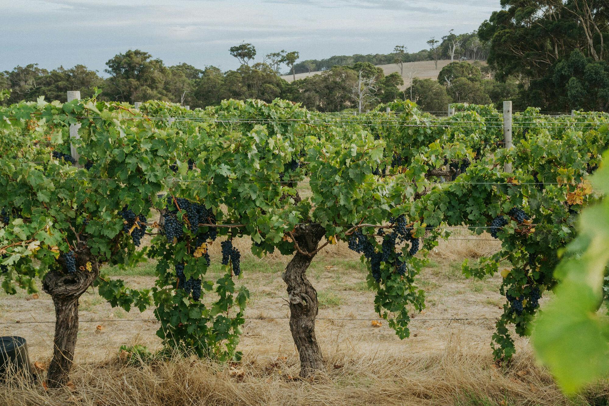 Cabernet vine