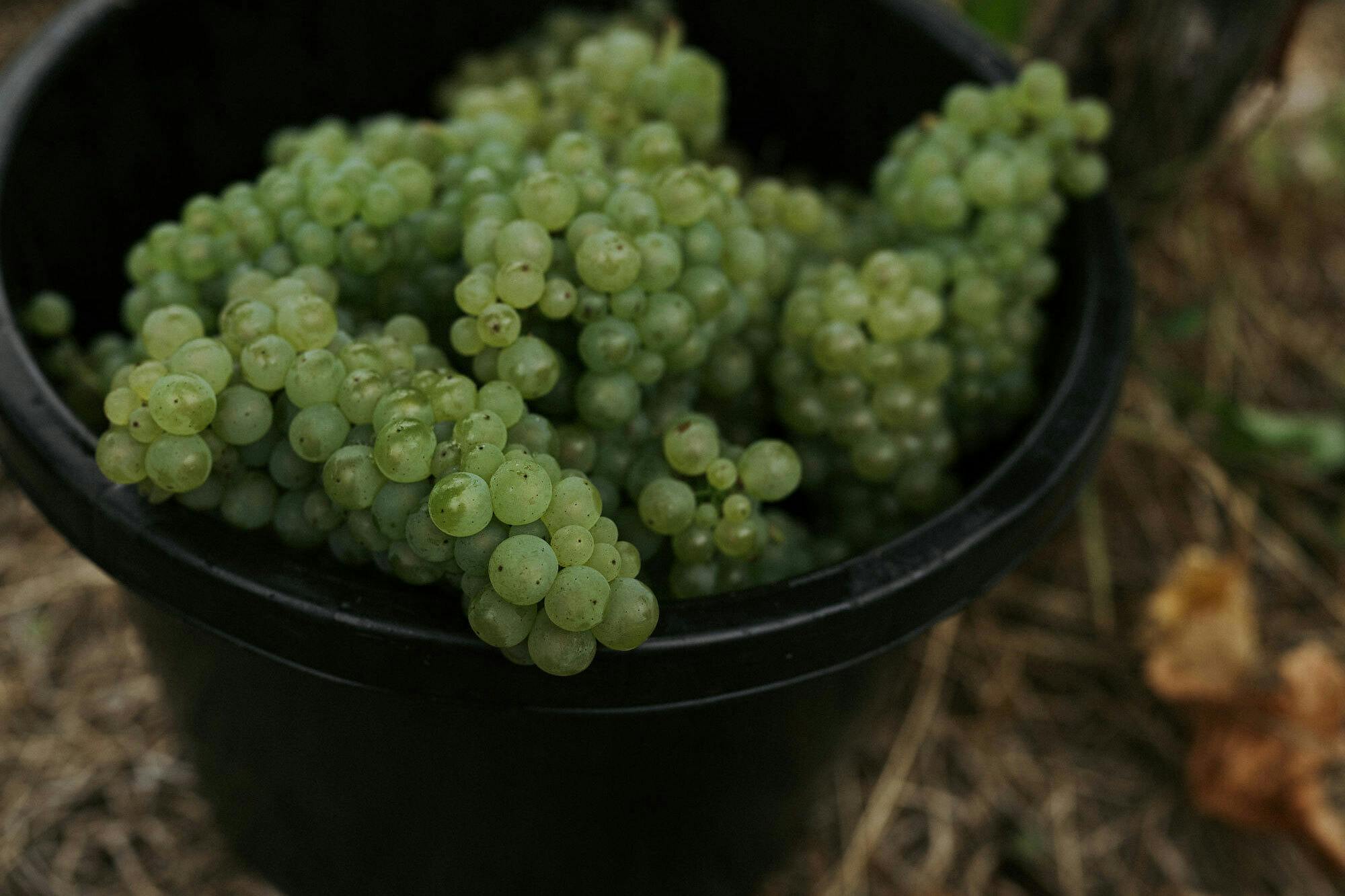 Chardonnay grapes