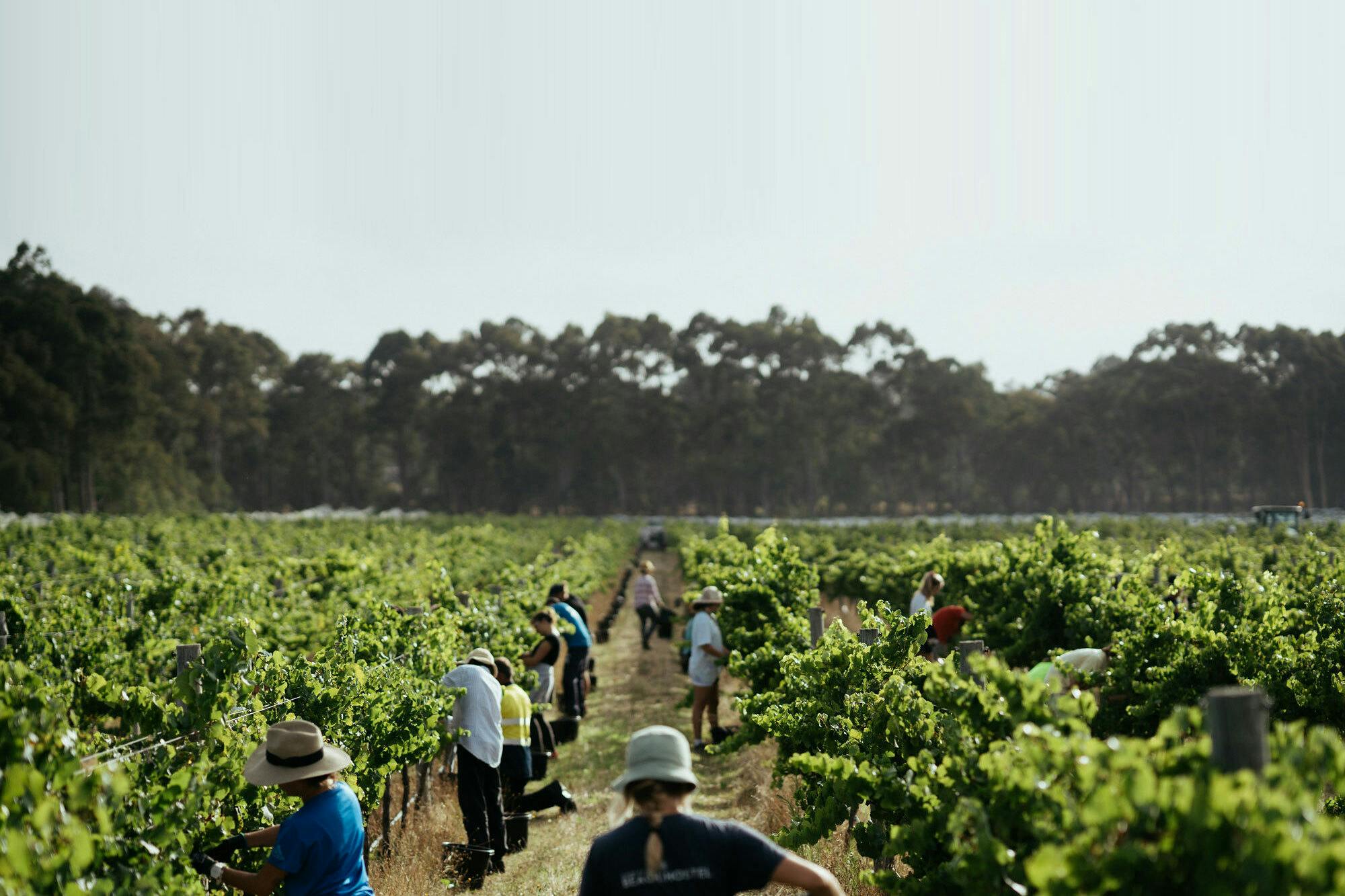 Home vineyard chardonnay