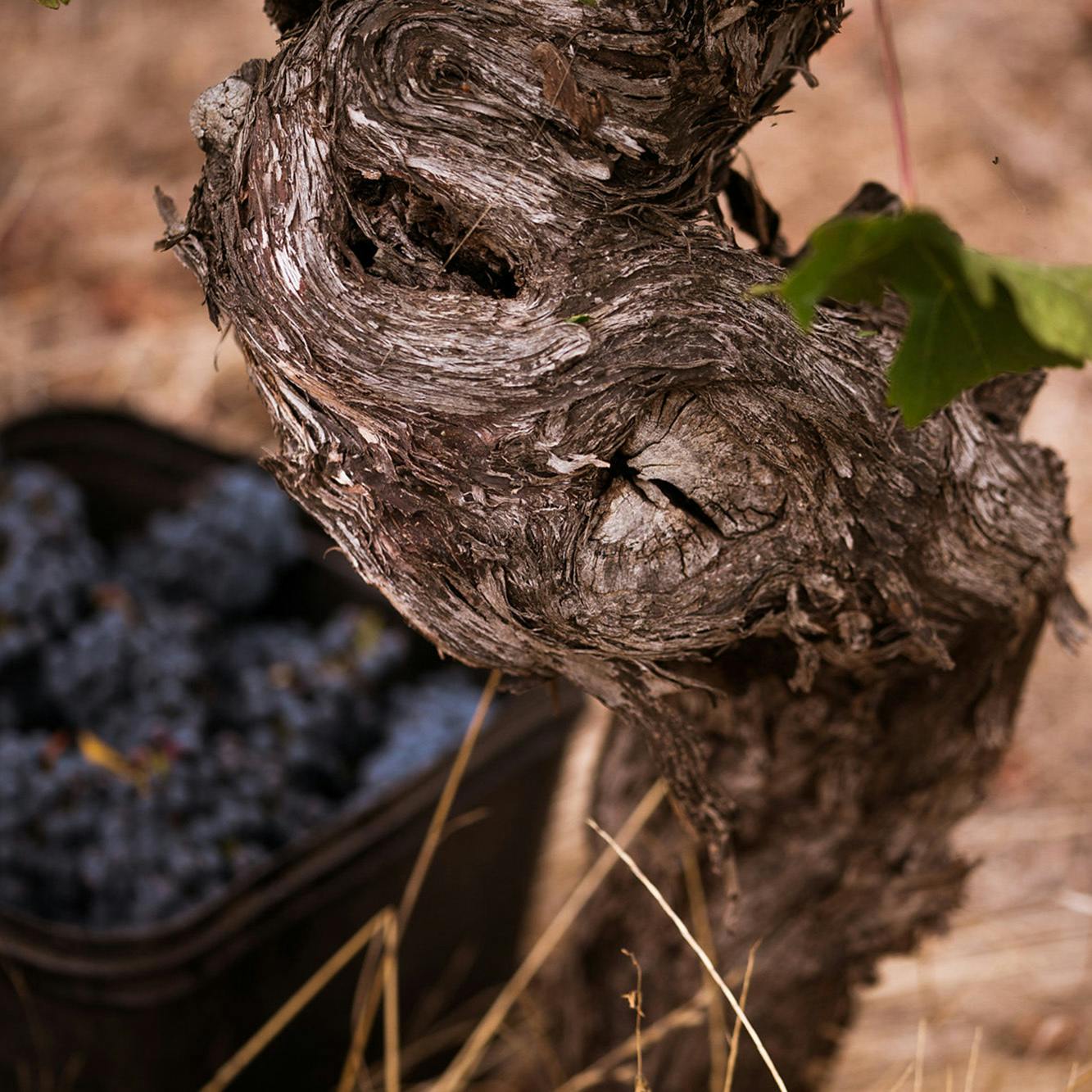 Cabernet vine