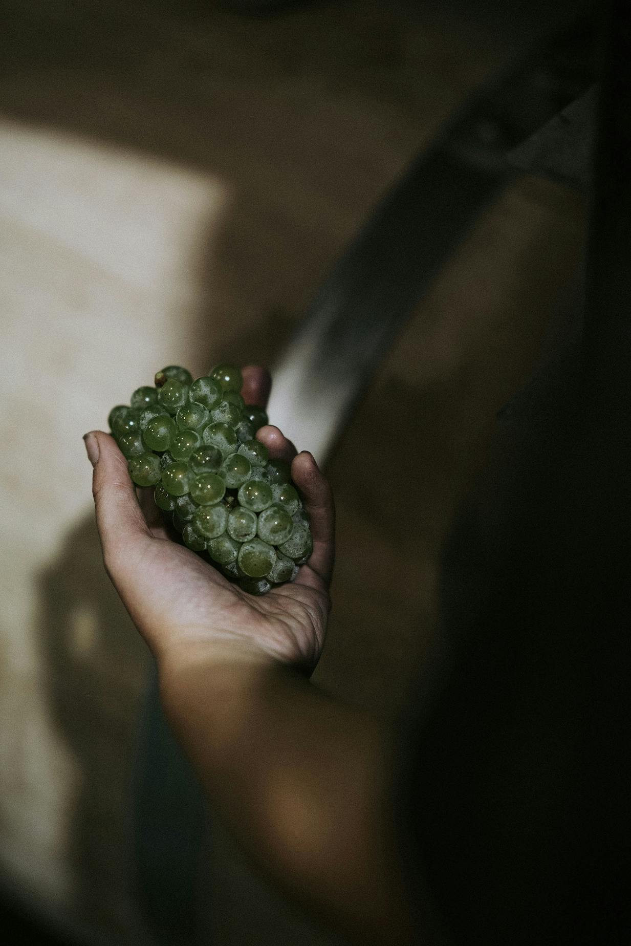 Vasse Felix Vintage 2021 8