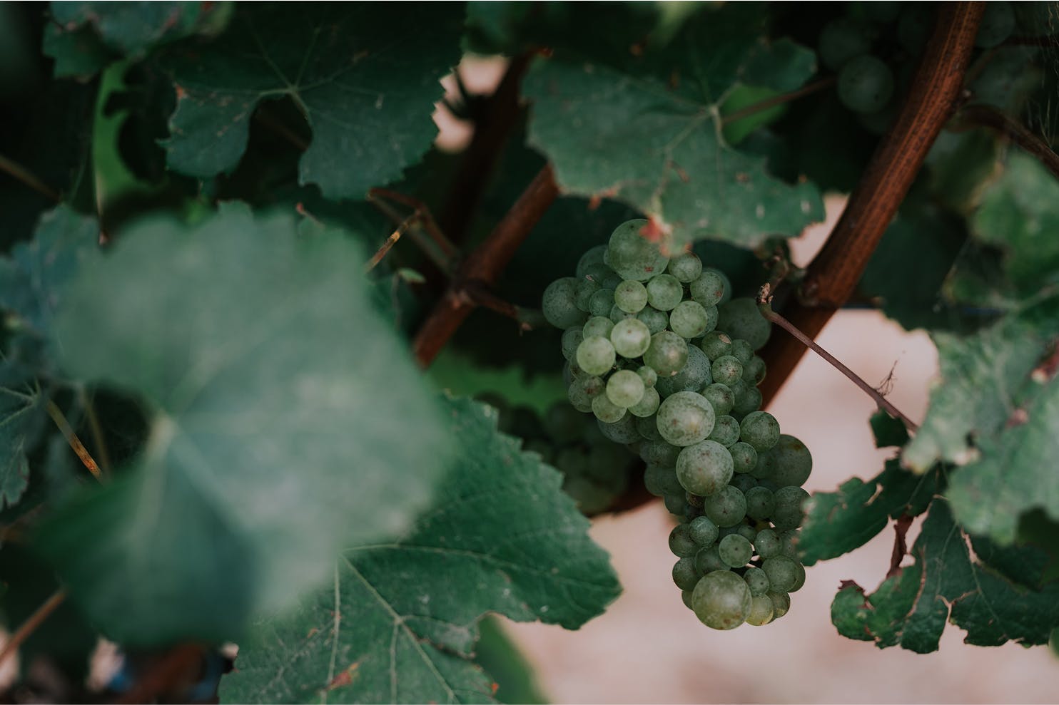 Vasse Felix Chardonnay Pick Feb21 51